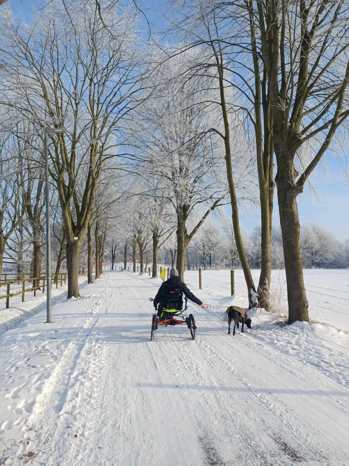 Person fährt Liegerad im Schnee mit Hund an der Leine